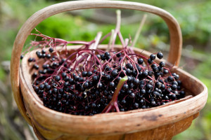 elderberry basket