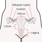 Female Reproductive Tract